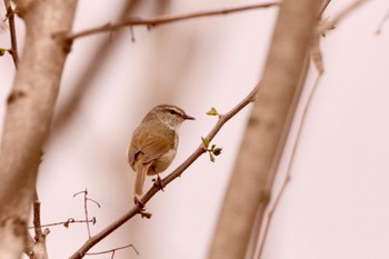 Japanese Bush Warbler 羽村堰(上流) Fri, 4/12/2024