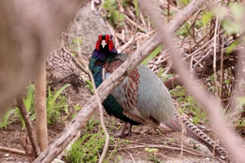 Green Pheasant 羽村堰(上流) Fri, 4/12/2024