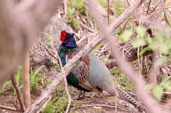 Green Pheasant 羽村堰(上流) Fri, 4/12/2024