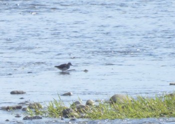 Green Sandpiper 三重県名張市大屋戸 Sat, 4/13/2024