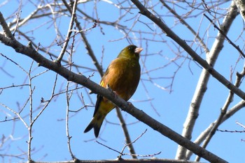 Grey-capped Greenfinch 東京都北区 Tue, 4/2/2024