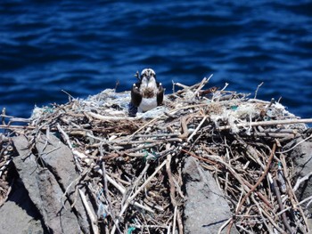 Osprey 北海道檜山郡上ノ国町原歌 Wed, 3/27/2024