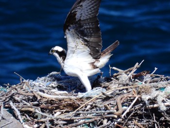 Osprey 北海道檜山郡上ノ国町原歌 Wed, 3/27/2024