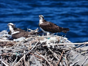 Osprey 北海道檜山郡上ノ国町原歌 Wed, 3/27/2024