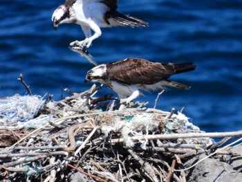 Osprey 北海道檜山郡上ノ国町原歌 Wed, 3/27/2024