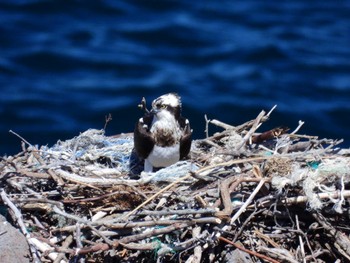 Osprey 北海道檜山郡上ノ国町原歌 Wed, 3/27/2024