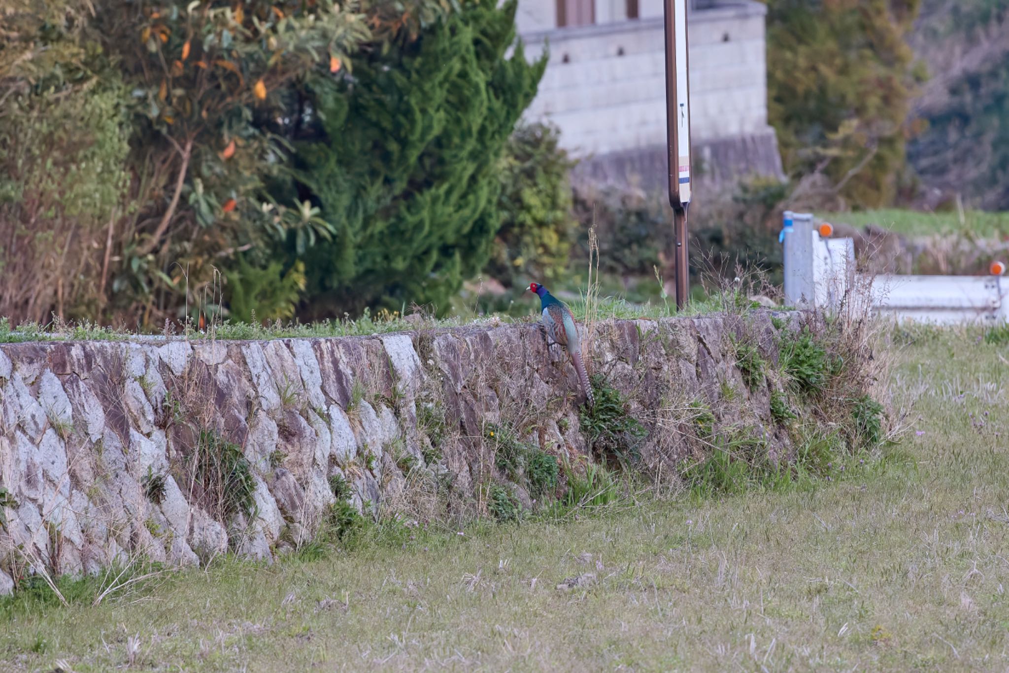 Photo of Green Pheasant at 兵庫県 by 明石のおやじ