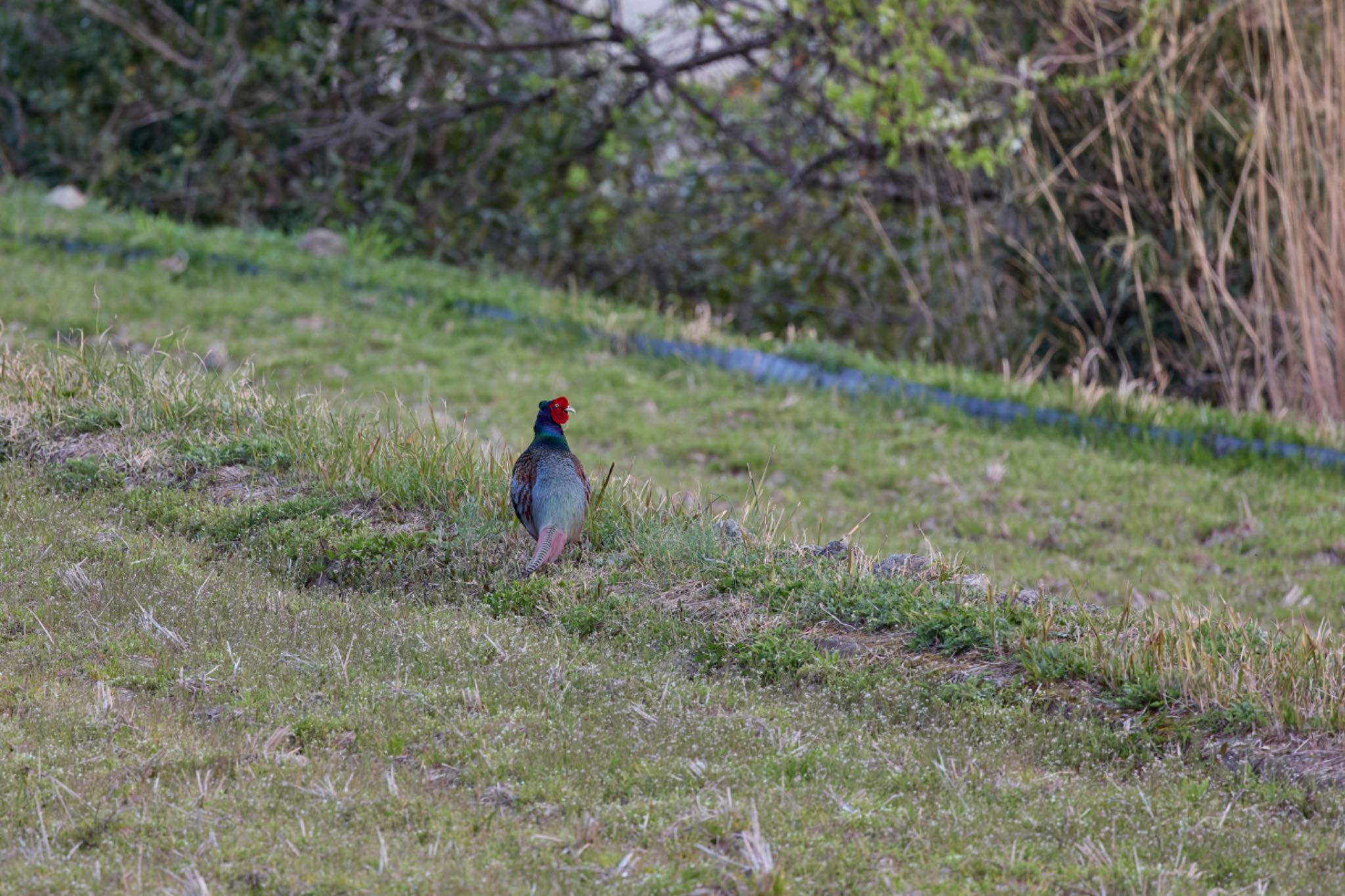 Photo of Green Pheasant at 兵庫県 by 明石のおやじ