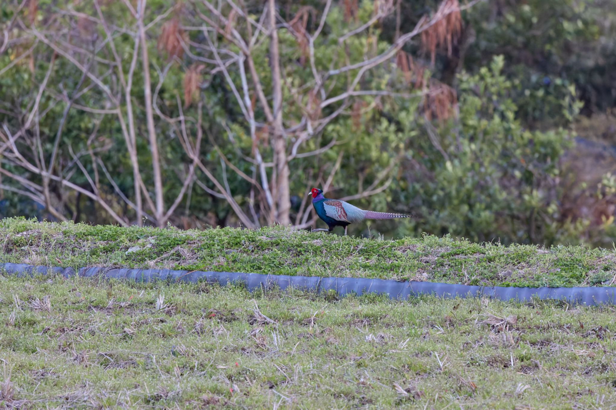 Photo of Green Pheasant at 兵庫県 by 明石のおやじ