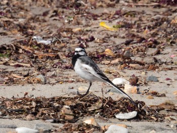 White Wagtail 北海道函館市志海苔町 Sat, 4/13/2024