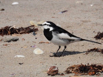 White Wagtail 北海道函館市志海苔町 Sat, 4/13/2024