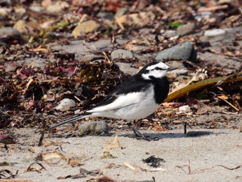 White Wagtail 北海道函館市志海苔町 Sat, 4/13/2024