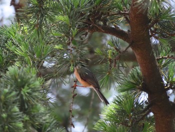 Rufous-fronted Bushtit