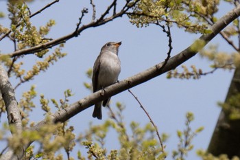 Asian Brown Flycatcher 三島池(滋賀県米原市) Sat, 4/13/2024