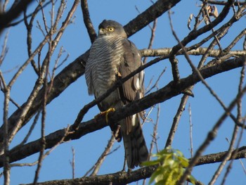 Sat, 4/13/2024 Birding report at 埼玉県