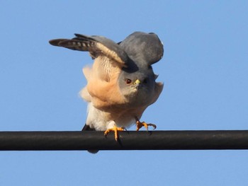 Japanese Sparrowhawk 埼玉県 Sat, 4/13/2024