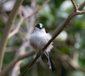 Long-tailed Tit 三島池(滋賀県米原市) Sat, 4/13/2024