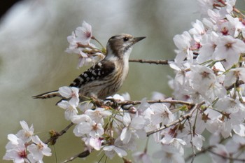 Japanese Pygmy Woodpecker 三島池(滋賀県米原市) Sat, 4/13/2024