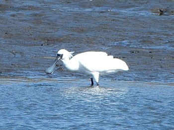 Sat, 4/13/2024 Birding report at Kasai Rinkai Park