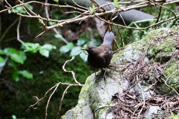 Brown Dipper 黒山三滝 Sat, 4/13/2024