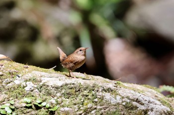 Eurasian Wren 黒山三滝 Sat, 4/13/2024