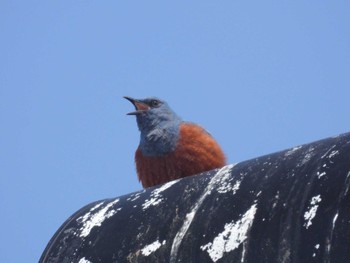 Blue Rock Thrush 北海道函館市志海苔町 Sat, 4/13/2024