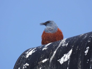 Blue Rock Thrush 北海道函館市志海苔町 Sat, 4/13/2024