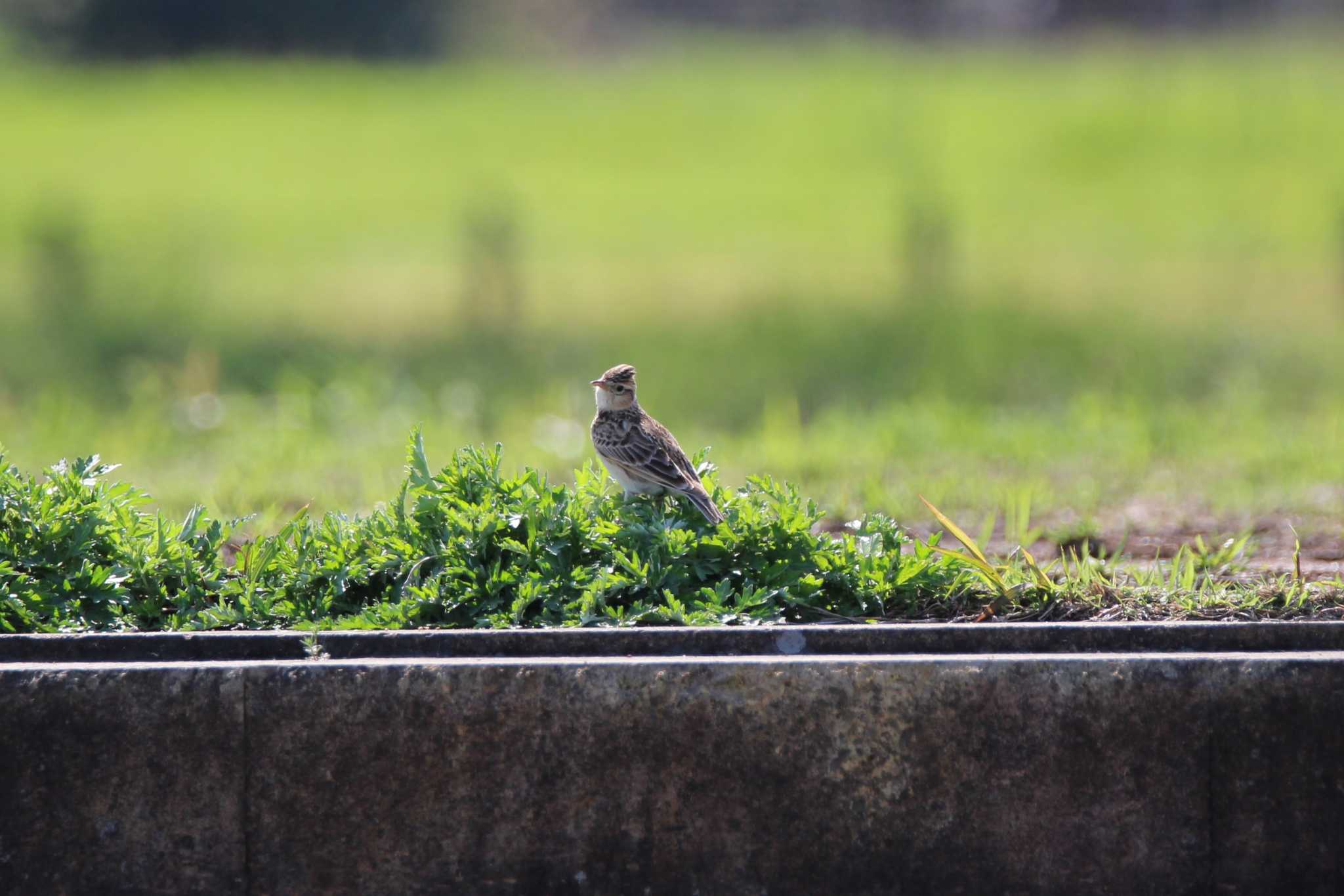 Photo of Eurasian Skylark at 平城京跡 by Ryoji-ji