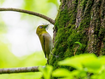 Warbling White-eye 立田山 Sat, 4/13/2024