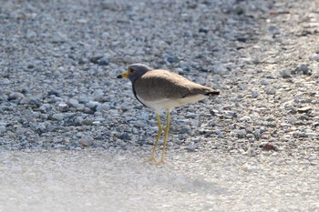 Grey-headed Lapwing 平城京跡 Wed, 4/10/2024