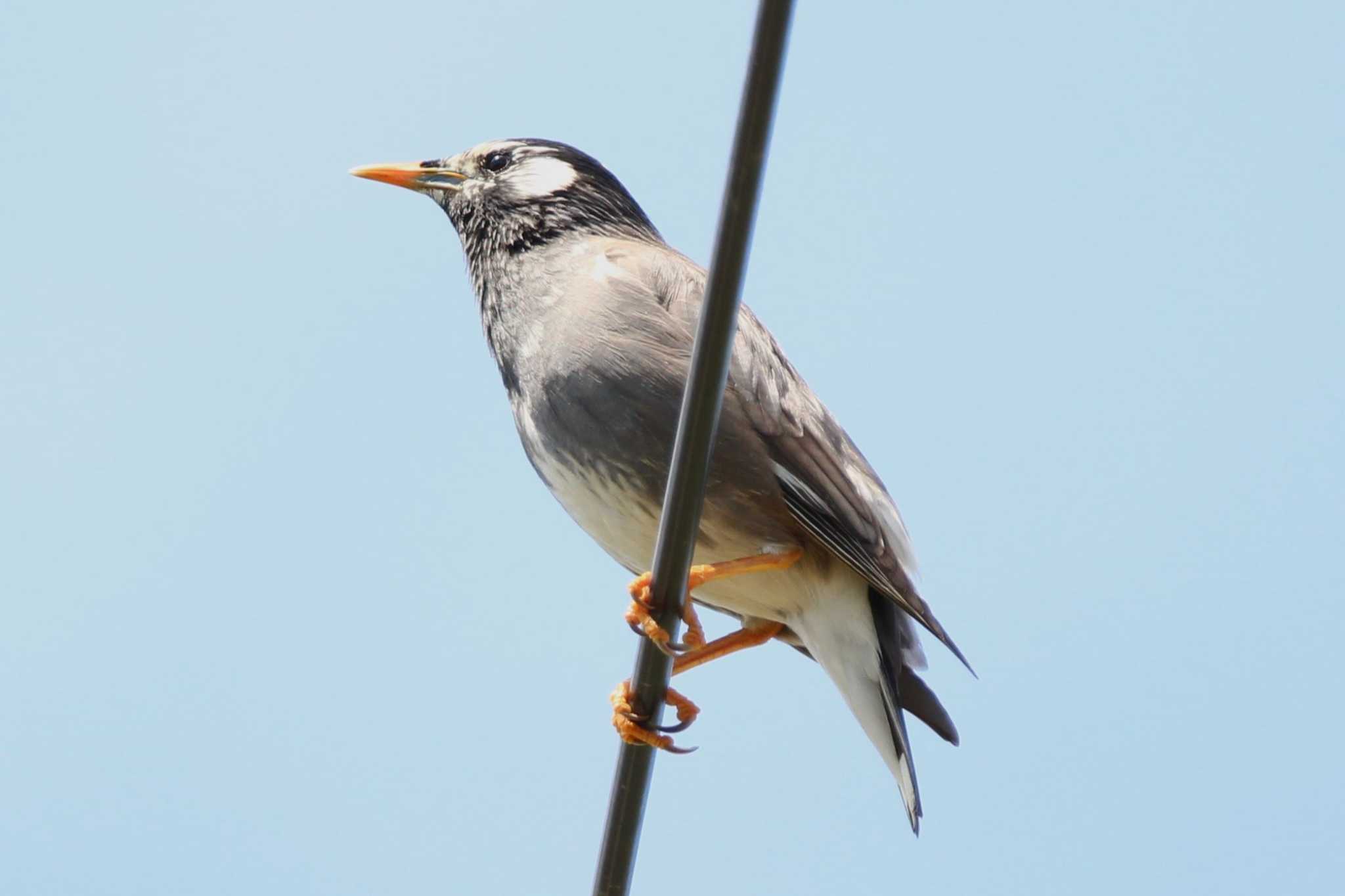 Photo of White-cheeked Starling at 山田池公園 by Ryoji-ji