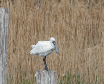 Black-faced Spoonbill Kasai Rinkai Park Sun, 4/7/2024