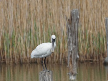 Black-faced Spoonbill Kasai Rinkai Park Sun, 4/7/2024