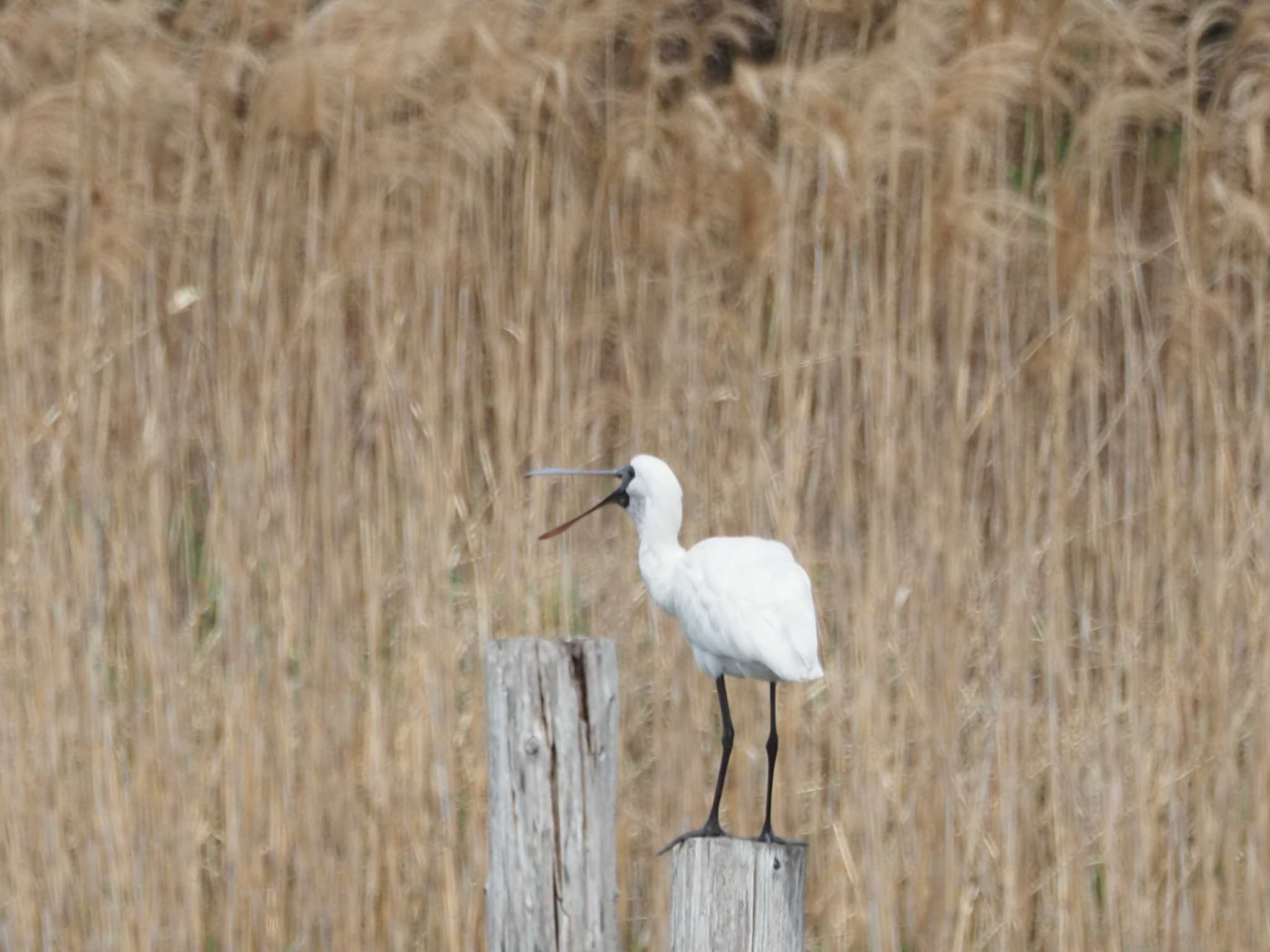 Photo of Black-faced Spoonbill at Kasai Rinkai Park by とみた