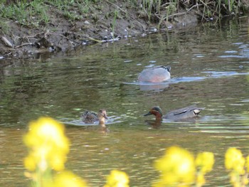 Eurasian Teal 近所の川 Fri, 4/12/2024