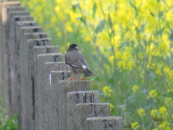 White-cheeked Starling 近所の川 Fri, 4/12/2024