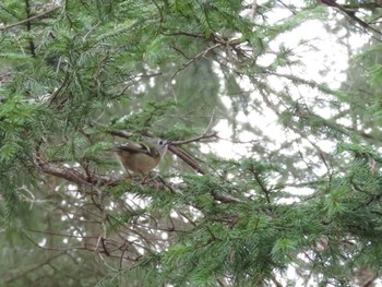 キクイタダキ 北大研究林(北海道大学苫小牧研究林) 2024年4月13日(土)