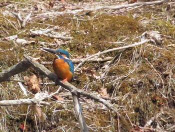 Common Kingfisher Tomakomai Experimental Forest Sat, 4/13/2024