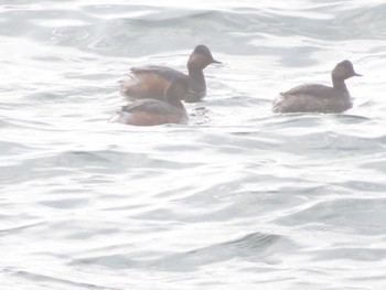 Black-necked Grebe 登別・室蘭 Sat, 4/13/2024