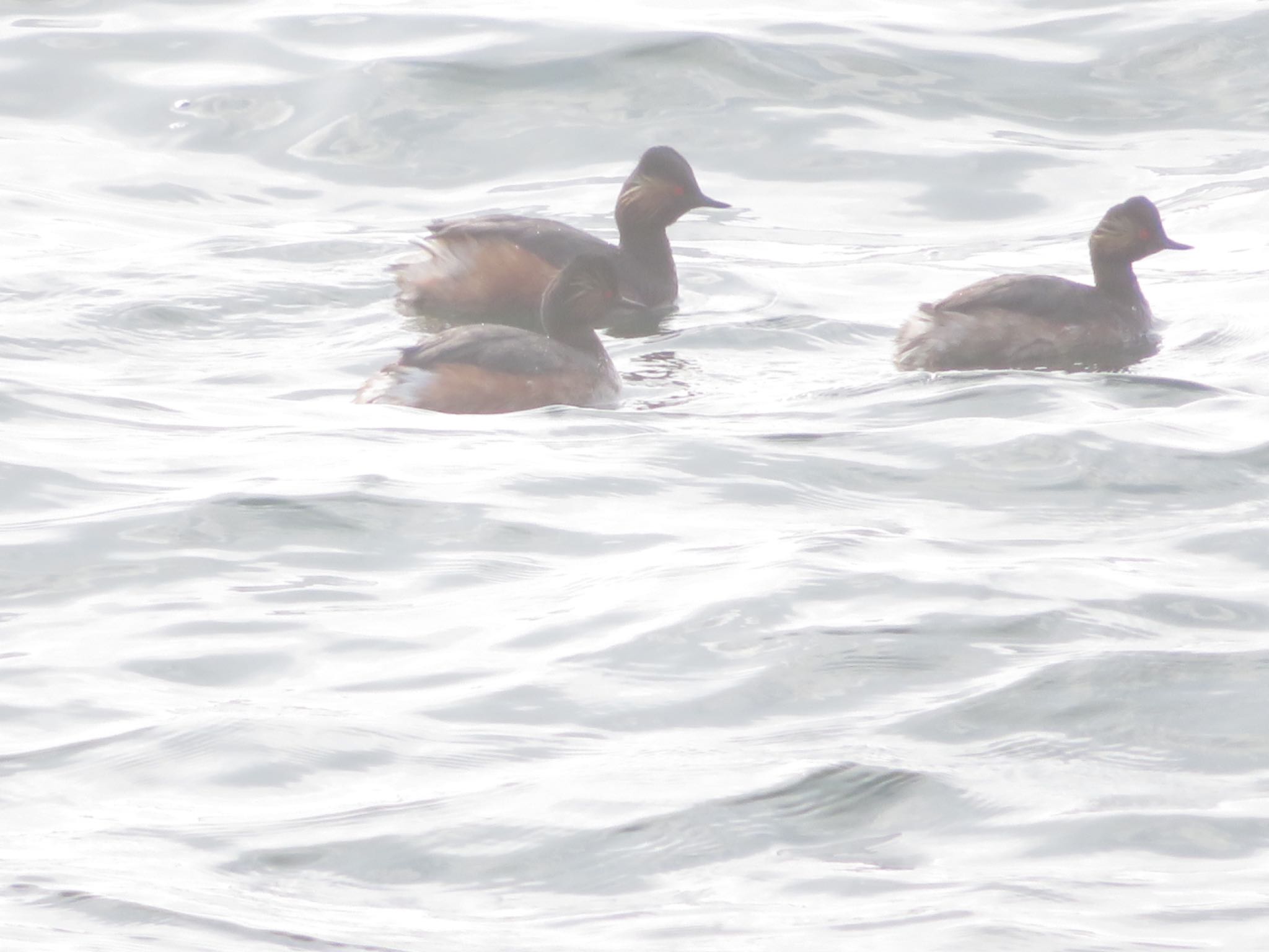 Photo of Black-necked Grebe at 登別・室蘭 by ユウ@道民