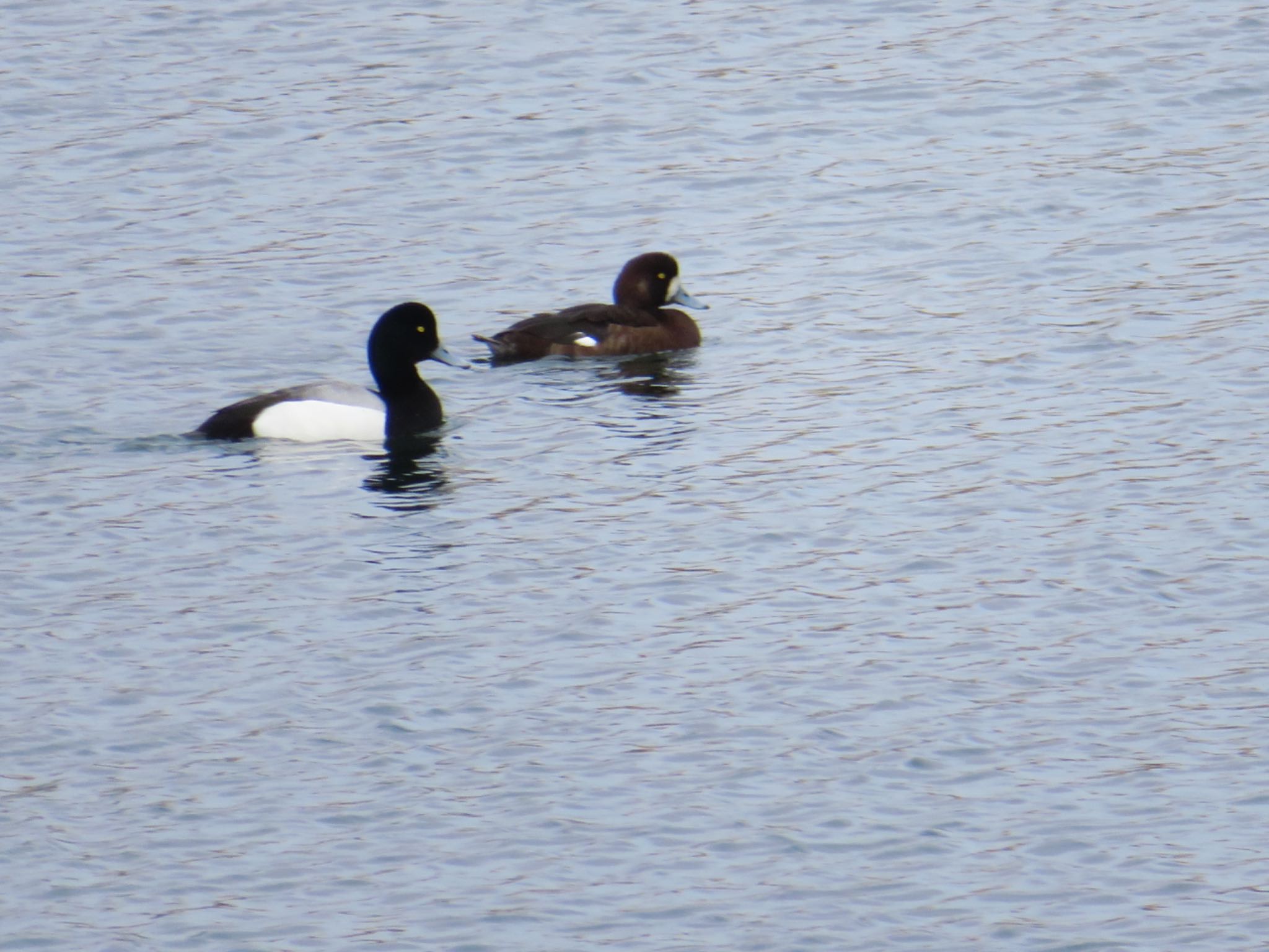 Photo of Greater Scaup at 登別・室蘭 by ユウ@道民