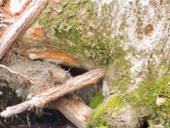 Eurasian Wren Tomakomai Experimental Forest Sat, 4/13/2024