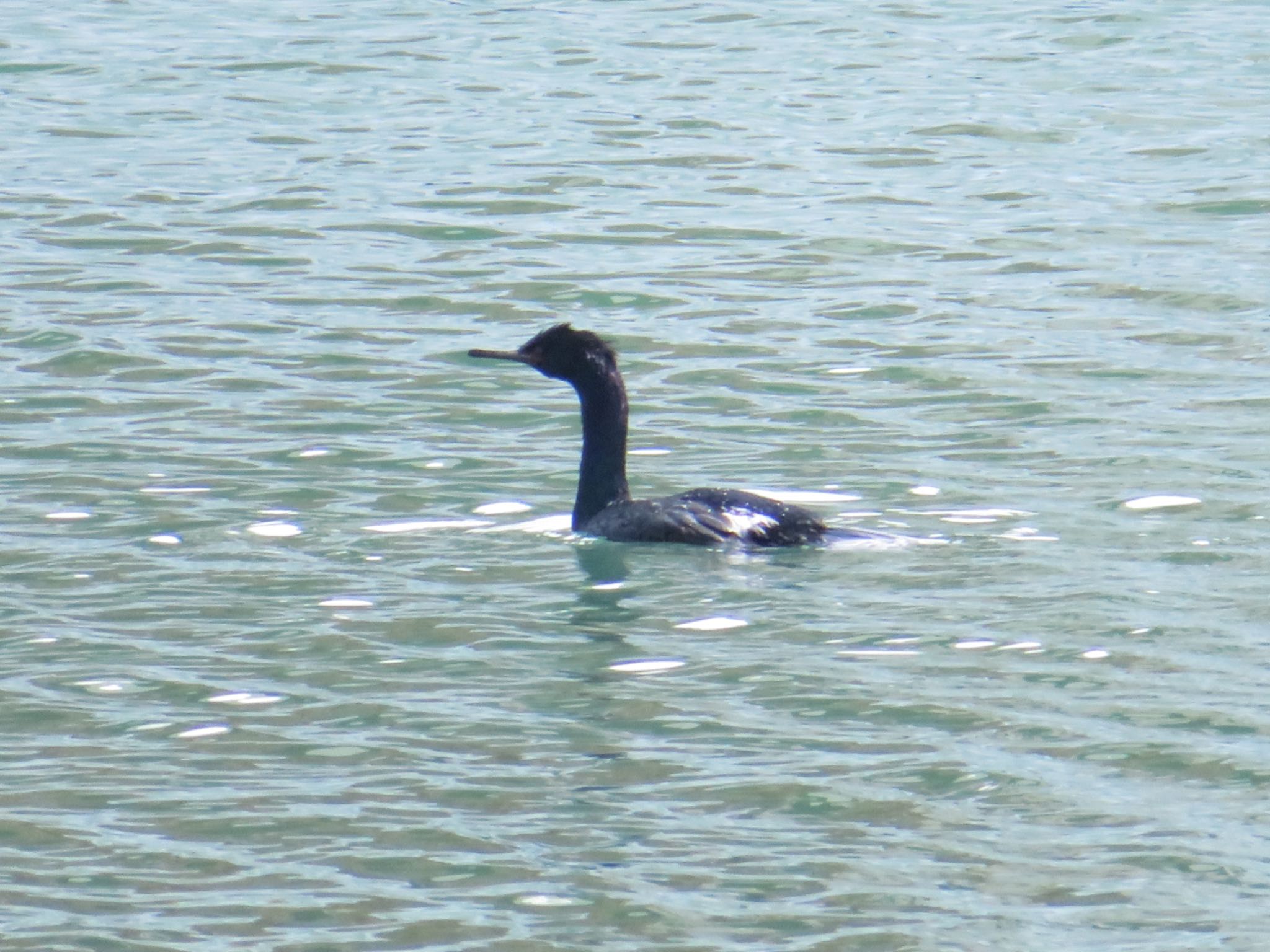 Photo of Pelagic Cormorant at 登別・室蘭 by ユウ@道民