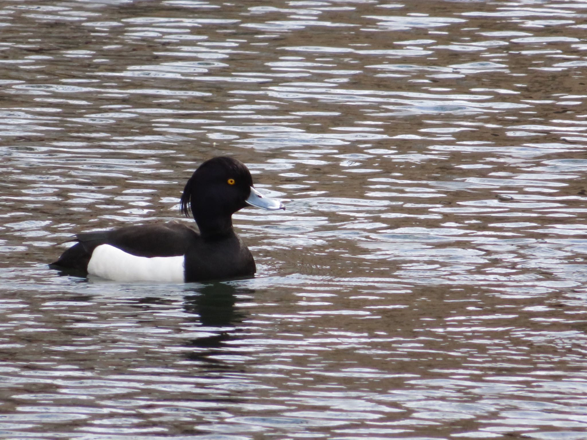 Photo of Tufted Duck at Tomakomai Experimental Forest by ユウ@道民