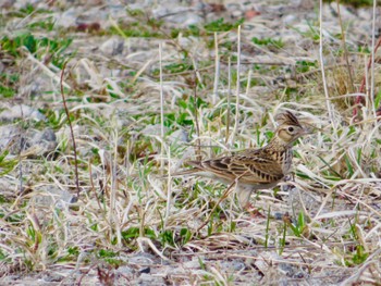 Eurasian Skylark 登別・室蘭 Sat, 4/13/2024