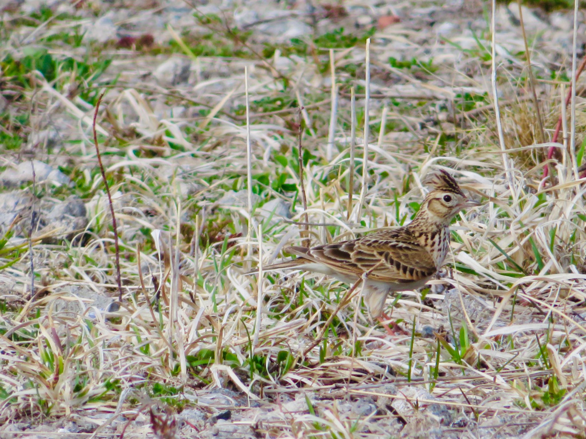 Photo of Eurasian Skylark at 登別・室蘭 by ユウ@道民