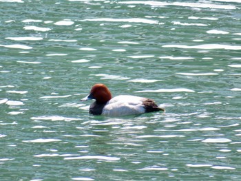 Common Pochard 登別・室蘭 Sat, 4/13/2024