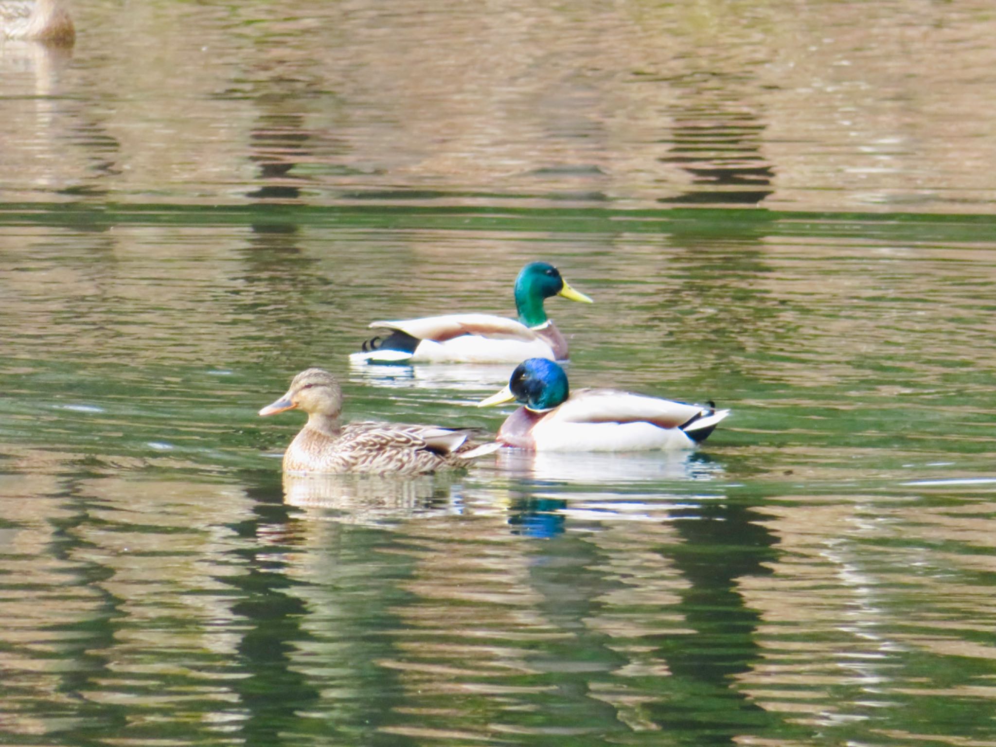 Photo of Mallard at Tomakomai Experimental Forest by ユウ@道民