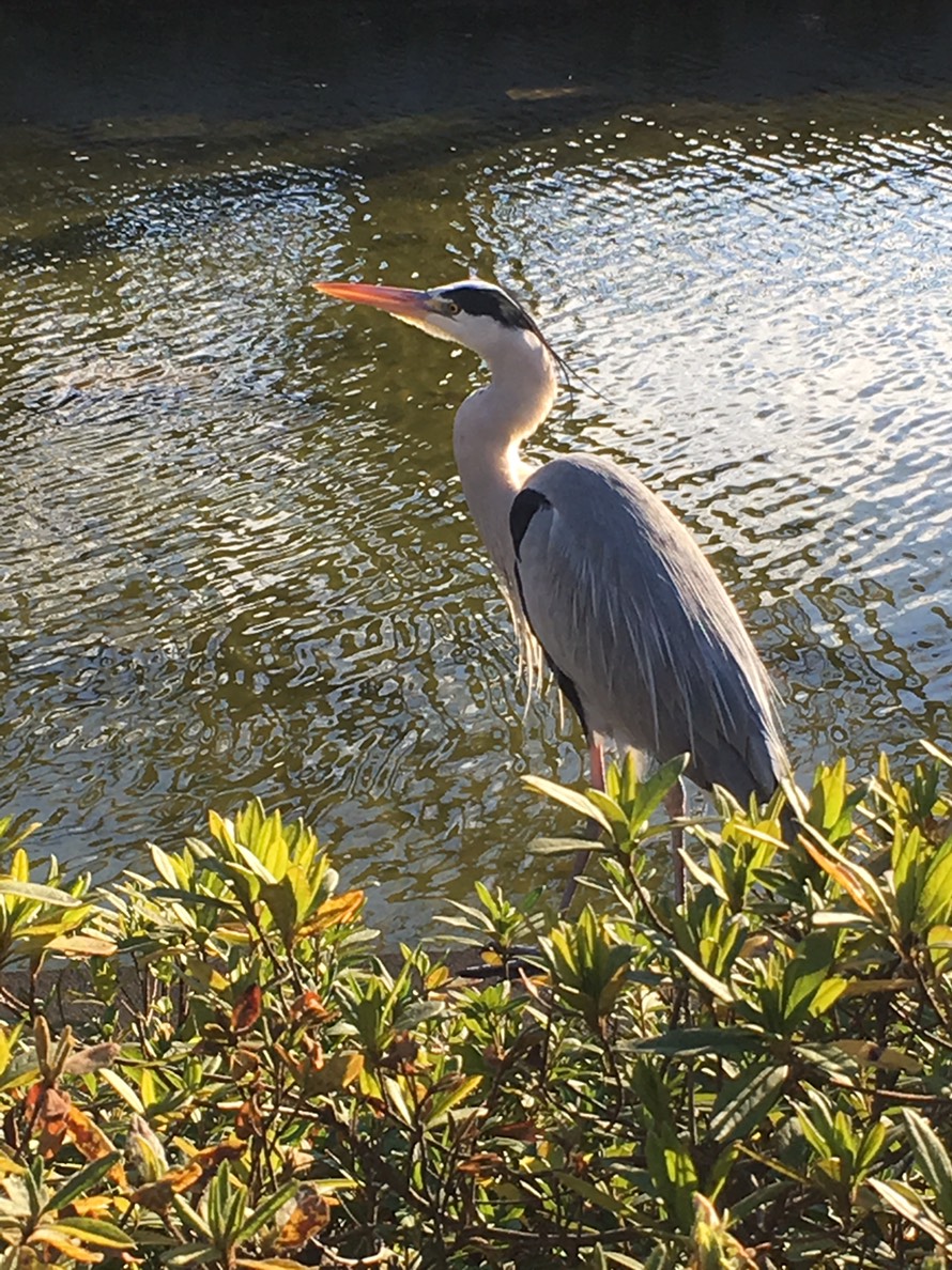 東京都立小金井公園 アオサギの写真 by Toyoaki Sakurai