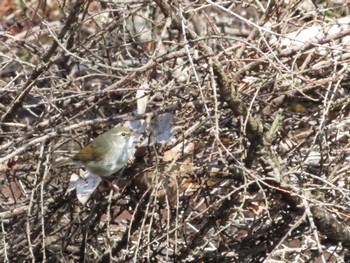 Unknown Species Tomakomai Experimental Forest Sat, 4/13/2024